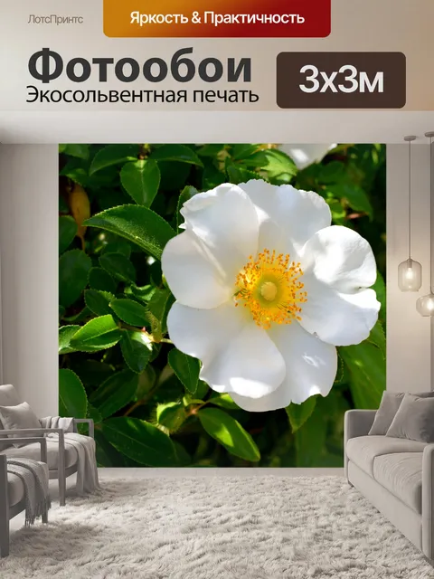 Фотообои Чероки Роза Фон