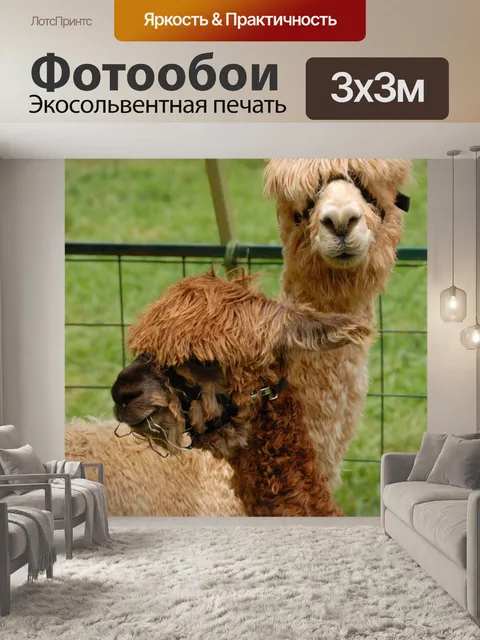Фотообои Альпака