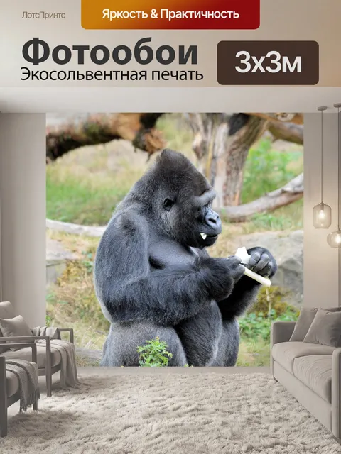 Фотообои Горилла