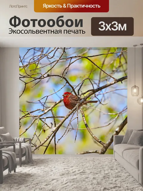 Фотообои Дом финч