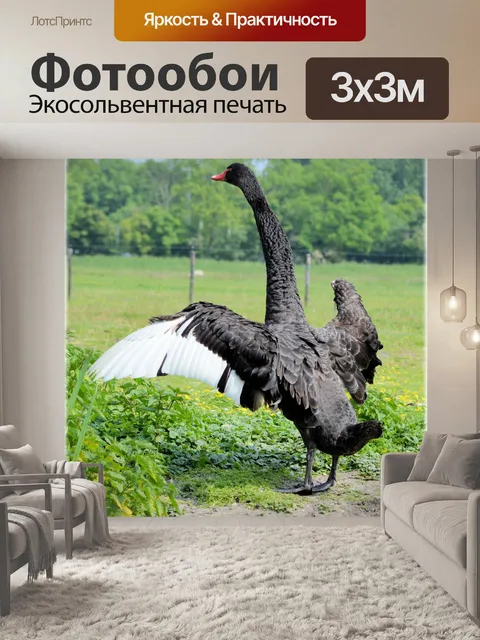 Фотообои Черный лебедь