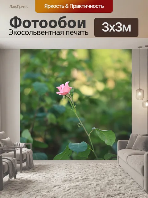 Фотообои Крупный план цветка розы