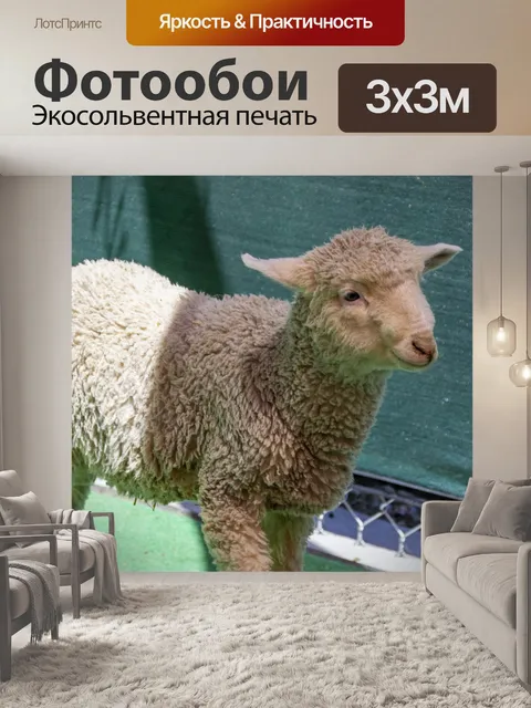 Фотообои ягненок
