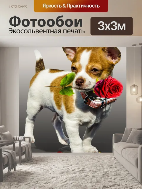 Фотообои Собака