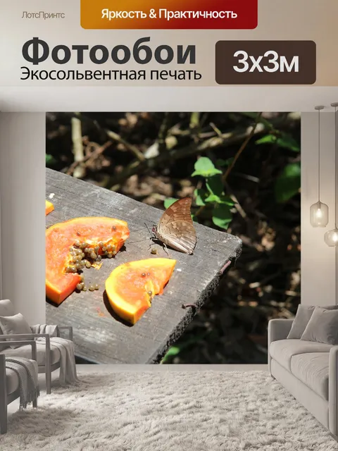 Фотообои Святилище бабочек Коста-Рика