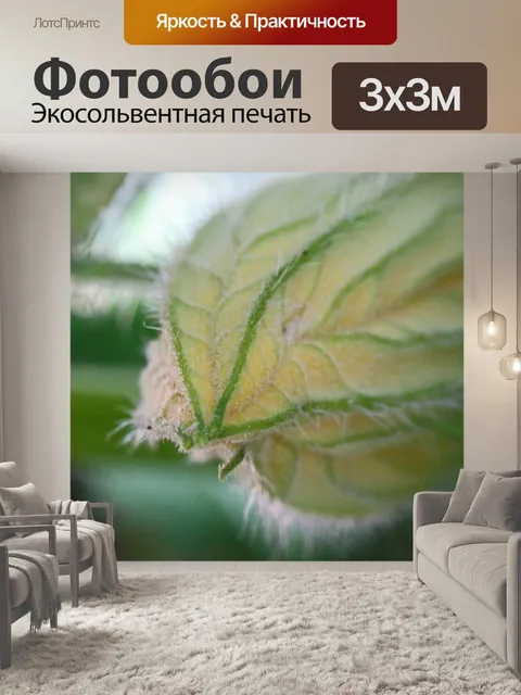 Фотообои закрытый бутон тыквенного цветка