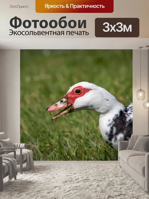 Фотообои Утка, мускусная утка