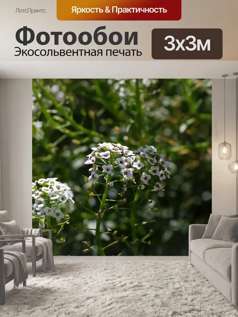 Фотообои нежный белый сладкий цветок алиссума