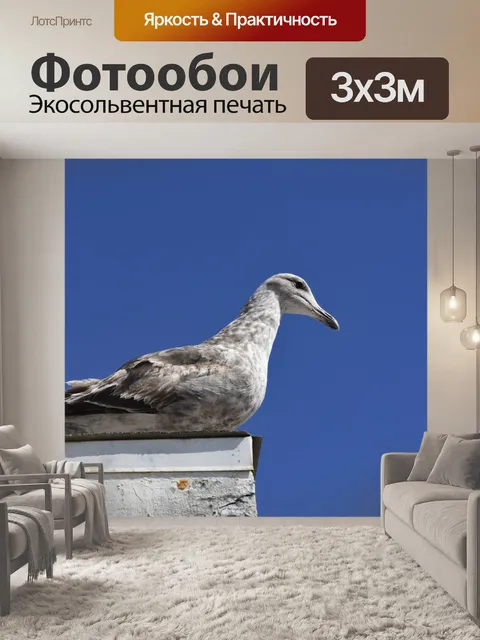 Фотообои незрелая чайка