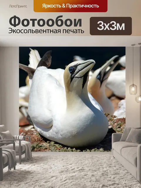Фотообои Северная олуша