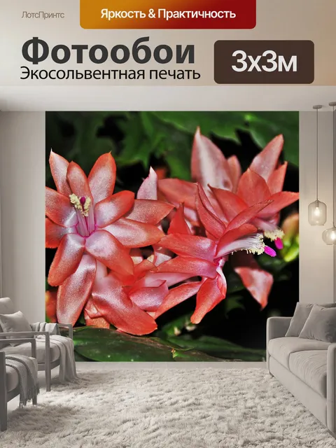 Фотообои Красивая красная лилия