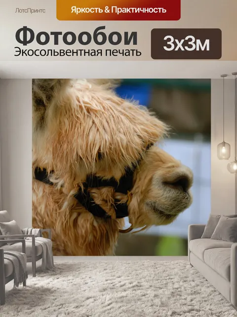 Фотообои Альпака Крупным планом