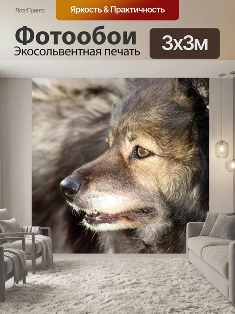 Фотообои Собака