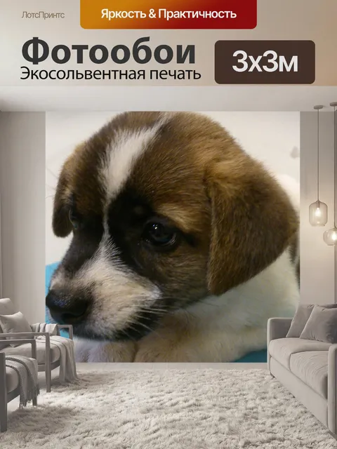 Фотообои Бродячие собаки