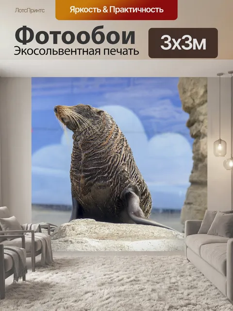 Фотообои Новая зеландия морской котик