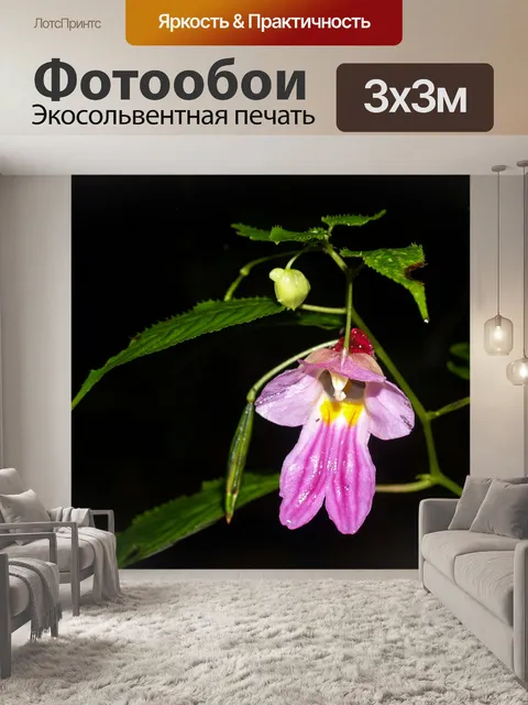 Фотообои Цветок попугая Чианг Дао, Чианг Май