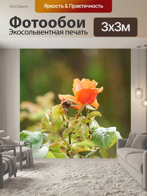Фотообои Красная роза в саду