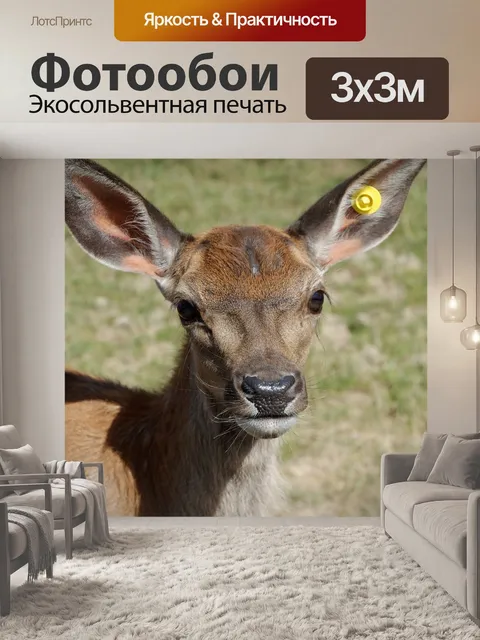 Фотообои Замша