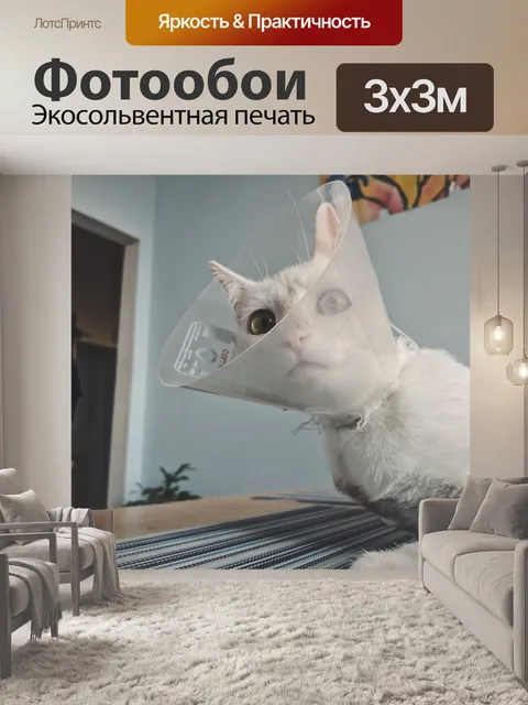 Фотообои Кот