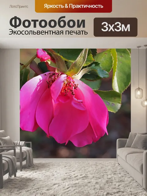 Фотообои часть розовой розы на кусте