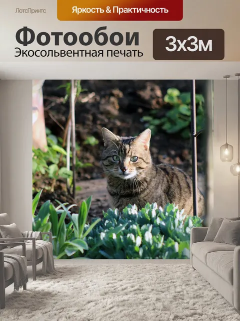 Фотообои Кошки
