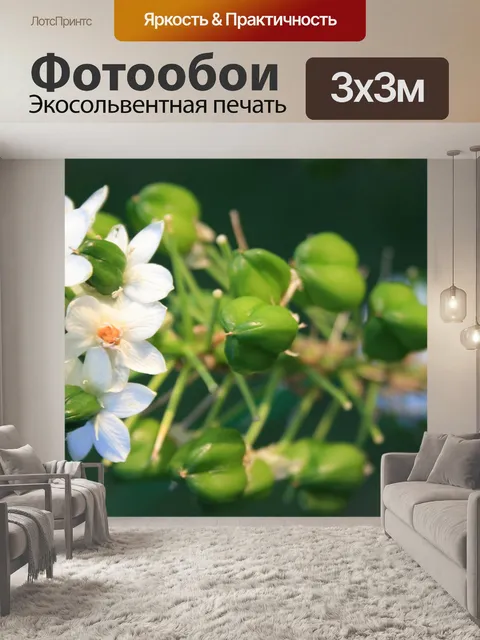 Фотообои цветы и семена, Ornithogalum