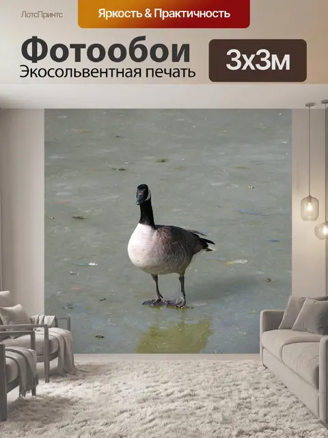 Фотообои Замороженные Понд