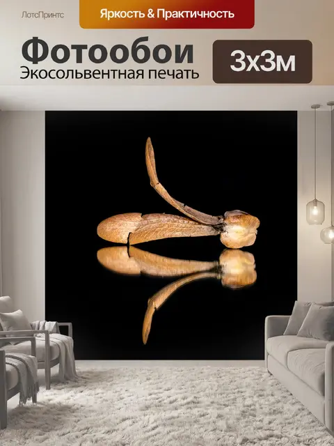 Фотообои отражение, зеркало, предмет