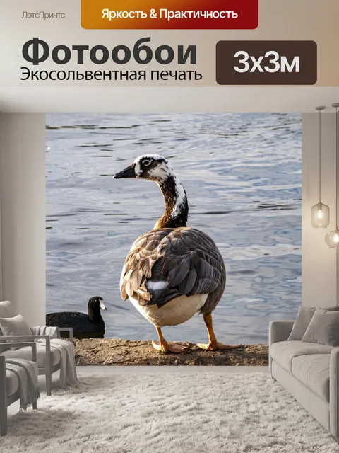 Фотообои утка и лысуха