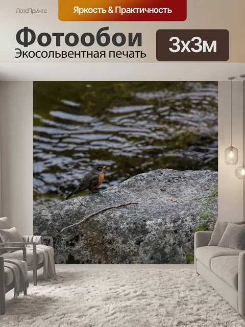Фотообои Американская Робин Птица