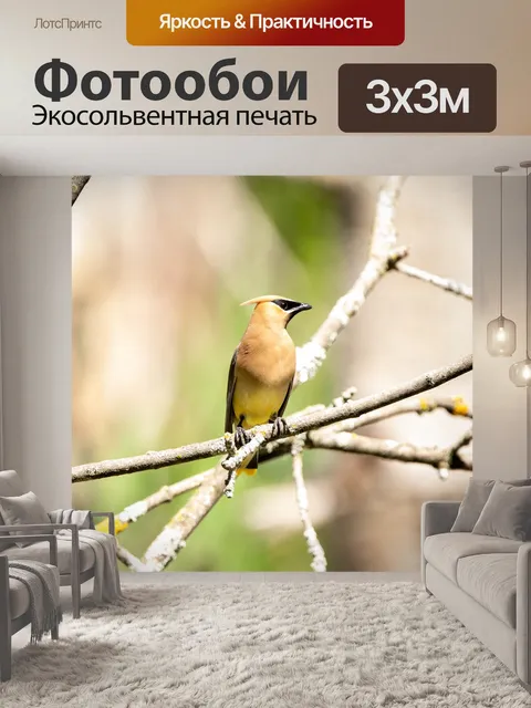 Фотообои Кедровый свиристель