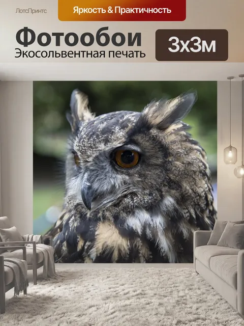 Фотообои Птица - Сова