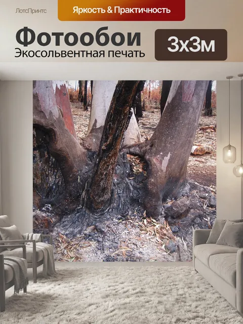 Фотообои обугленная основа многоствольного дерева