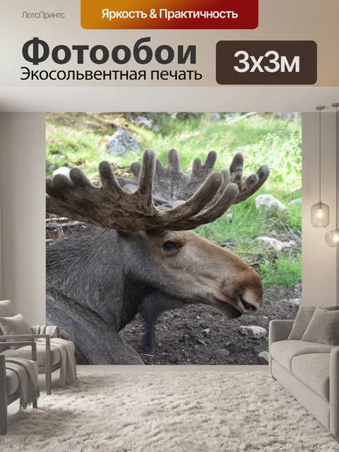 Фотообои Лось бык