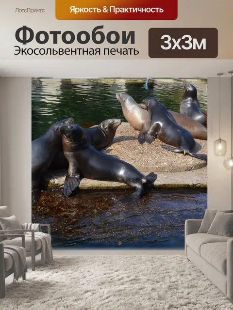 Фотообои Морские львы 3