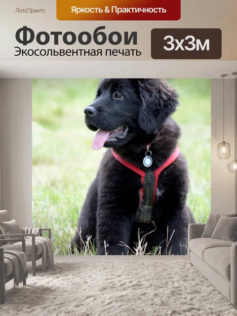 Фотообои Собака Ньюфаундленда щенок Симпатичные