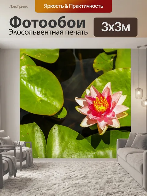 Фотообои Красивый цветок лотоса кувшинки