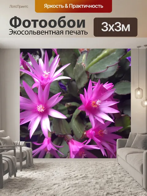 Фотообои Розовые пасхальные цветы кактуса