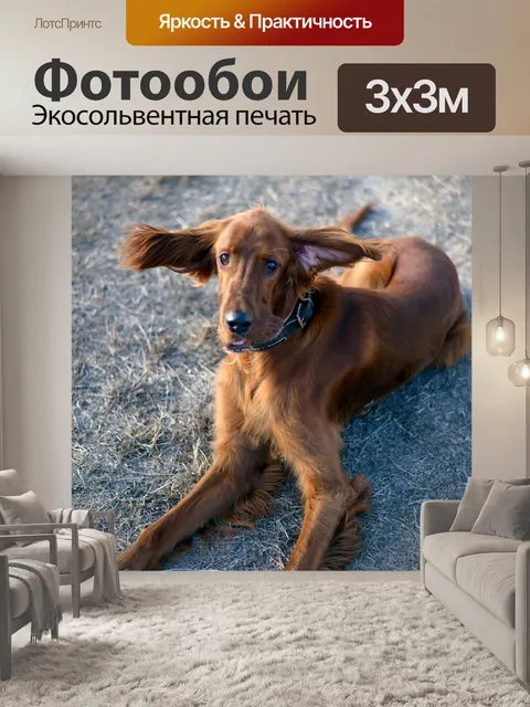 Фотообои Собака