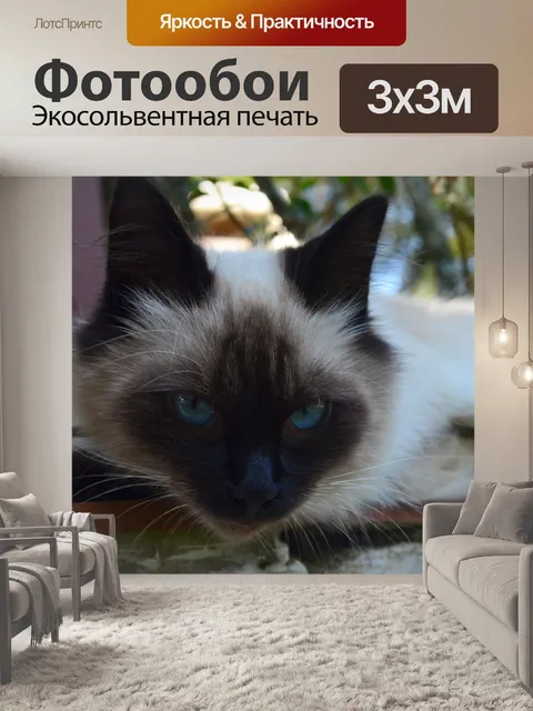 Фотообои Сиамская кошка