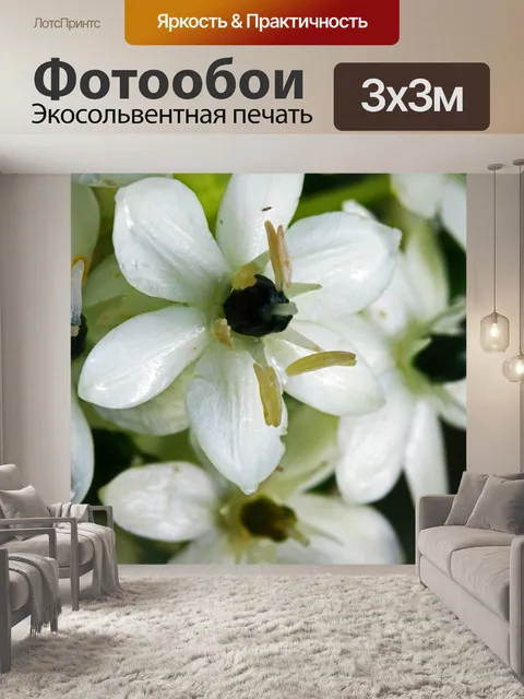 Фотообои белые соцветия на орнитигале