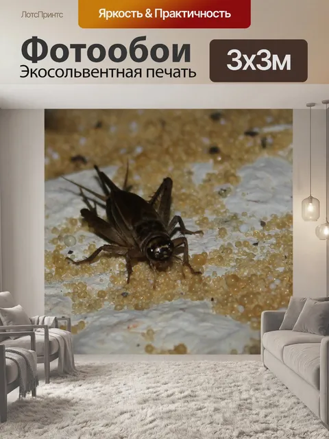 Фотообои Крикет Зерна песка макро