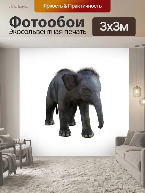 Фотообои Слон
