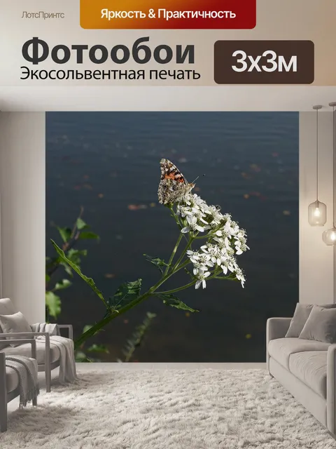 Фотообои Американская леди бабочка
