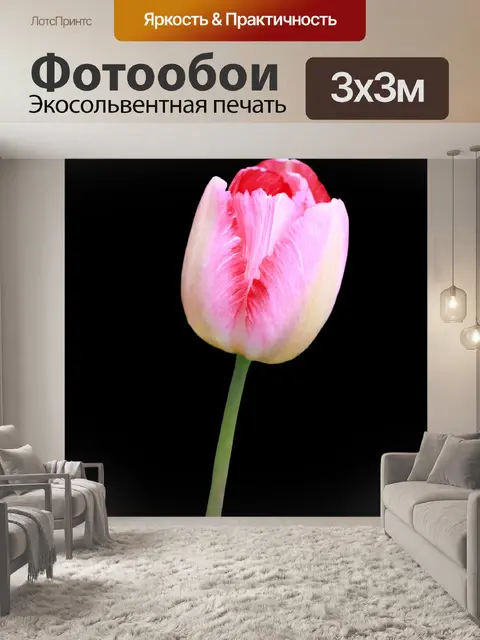 Фотообои Розовый цветок тюльпана
