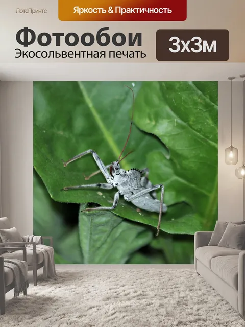 Фотообои Колесо жучка на листе крупным планом