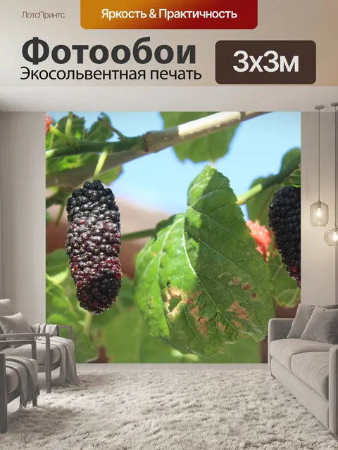 Фотообои Фрукты