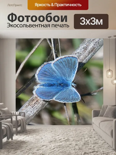 Фотообои Голубая бабочка