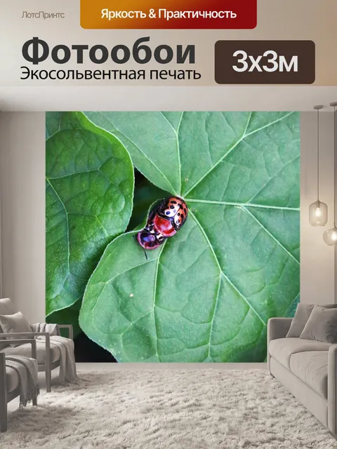 Фотообои блестящие красные пятнистые черепахи