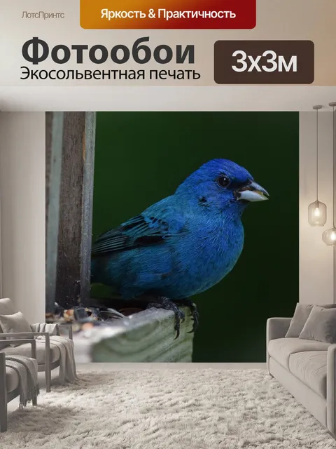Фотообои Индиго